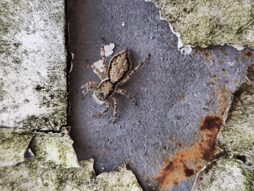 Gray Wall Jumping Spider