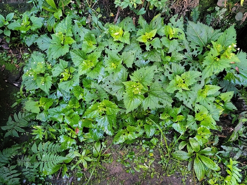 Adenostemma brasilianum
