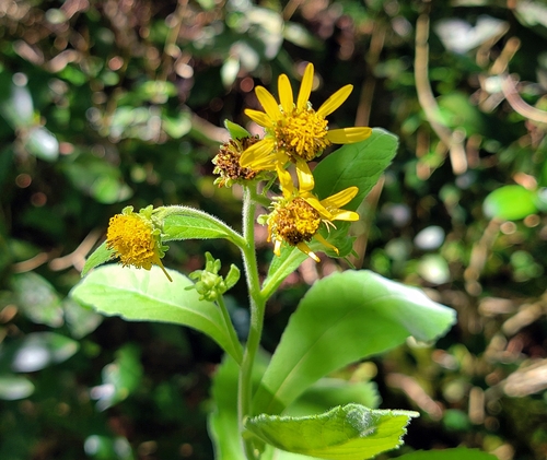 Verbesina subcordata