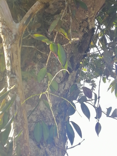 Scurrula atropurpurea