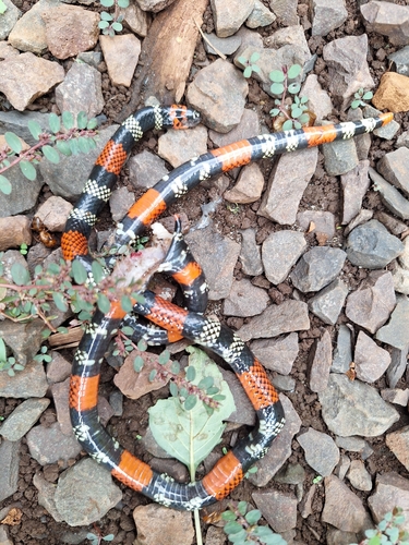 Uruguayan Coralsnake