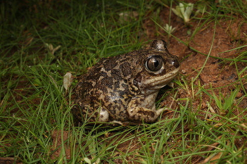 Moroccan Spadefoot