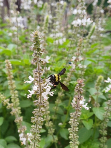 Paulista Bumble Bee