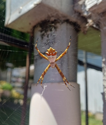 Silver Garden Orbweaver