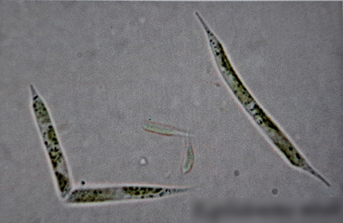 Raphidonema