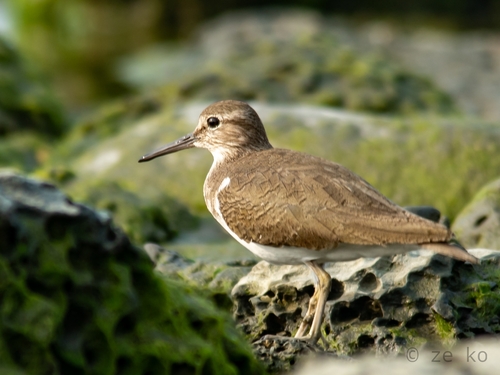 Common Sandpiper