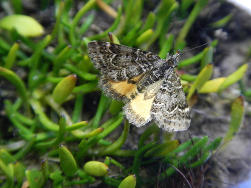 Arctesthes avatar · iNaturalist