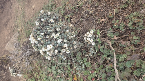 Helichrysum citrispinum citrispinum