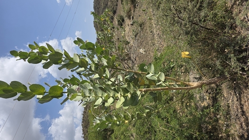 giant milkweed