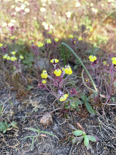 iNaturalist observation photo of butter-and-eggs