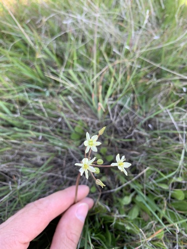 iNaturalist observation photo of Sea Muilla