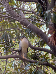 Black-crowned Night Heron