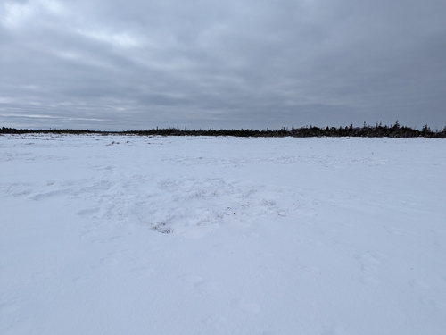 Newfoundland Caribou observed by nature_asian