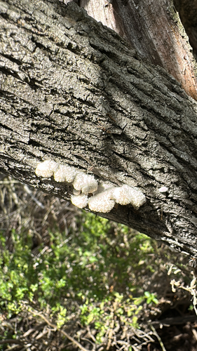 iNaturalist observation photo of splitgill mushroom