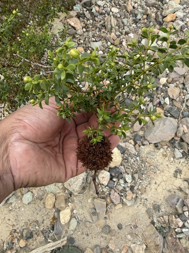 Unknown species found near Death Valley National Park, Death Valley, CA, US