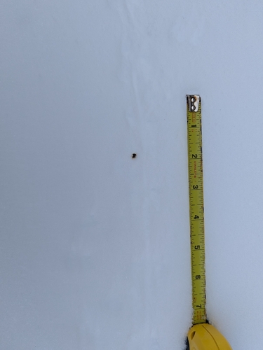 Masked Shrew observed by nature_asian