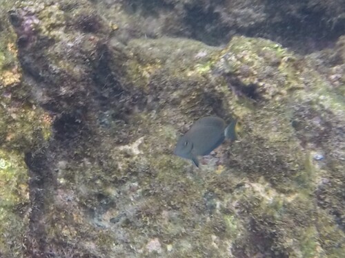 Acanthurus chirurgus