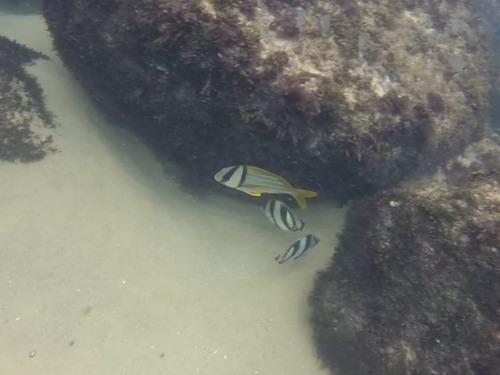 Anisotremus virginicus