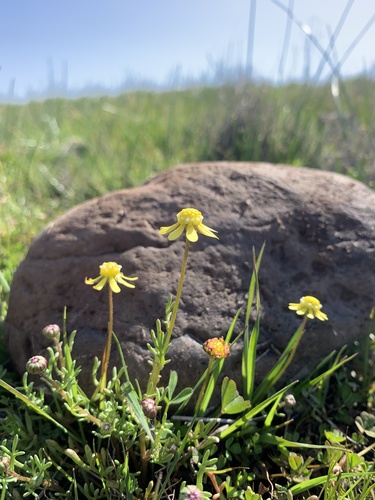 iNaturalist observation photo of glue-seed