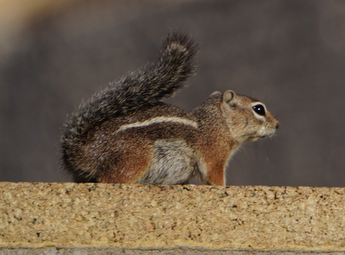 Harris' Antelope Squirrel observed by phenomfi