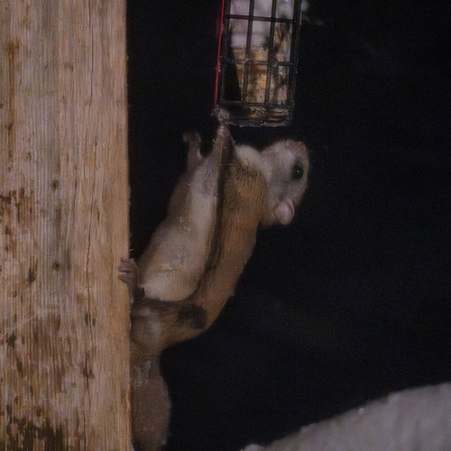 Northern Flying Squirrel observed by djlavor