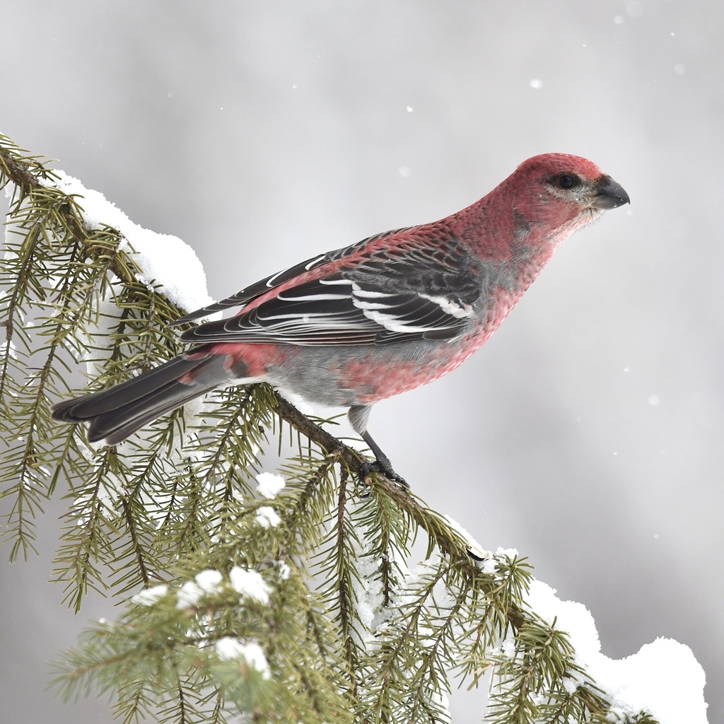 Pine Grosbeak photo