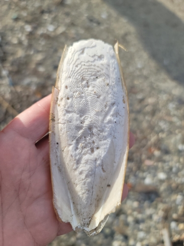 European Common Cuttlefish