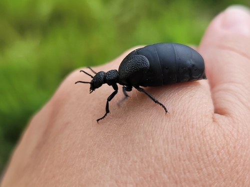 Meloe tuccius