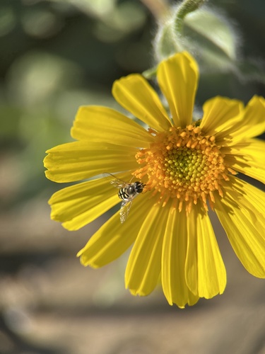 Unknown species found near Death Valley National Park, Death Valley, CA, US
