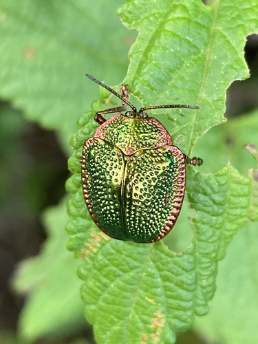 Polychalca punctatissima