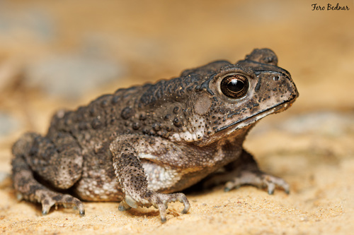 Duttaphrynus melanostictus