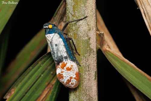 Penthicodes farinosus
