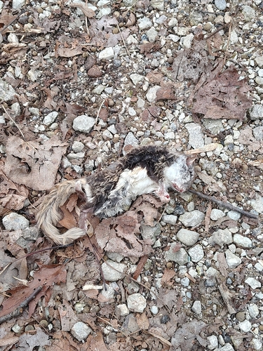 Southern Flying Squirrel observed by grant789