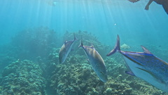 Bluefin trevally