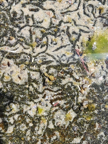Echinolittorina lineolata