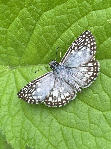 Orcus Checkered-Skipper