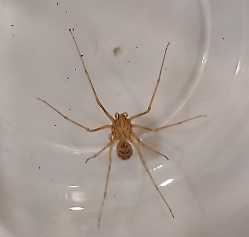 Scytodes univittata
