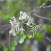 Bauhinia subrotundifolia - Photo (c) Sergio Escutia, all rights reserved, uploaded by Sergio Escutia