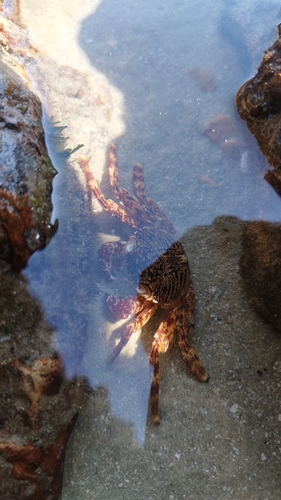 Mottled Lightfoot Crab