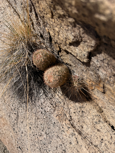 Escobaria tuberculosa varicolor