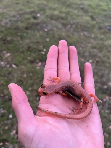 iNaturalist observation photo of Monterey Ensatina