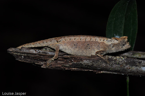 Domergue's Leaf Chameleon