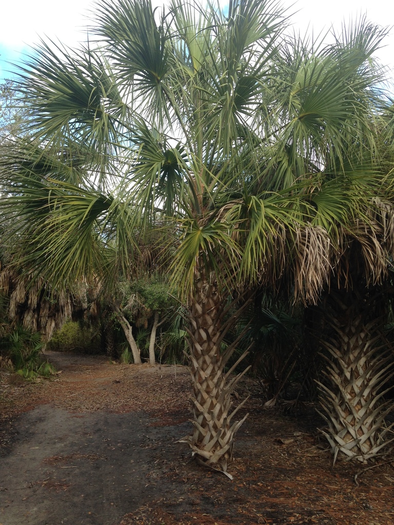 Cabbage Palmetto (SPC Florida Plants ) · iNaturalist