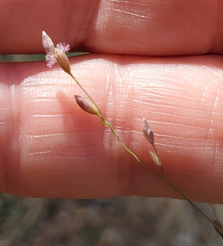 Mexican Panicgrass