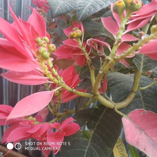 Poinsettia