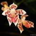 Moth Orchids - Photo (c) Chien Lee, all rights reserved, uploaded by Chien Lee