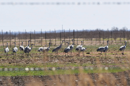 Sandhill Crane
