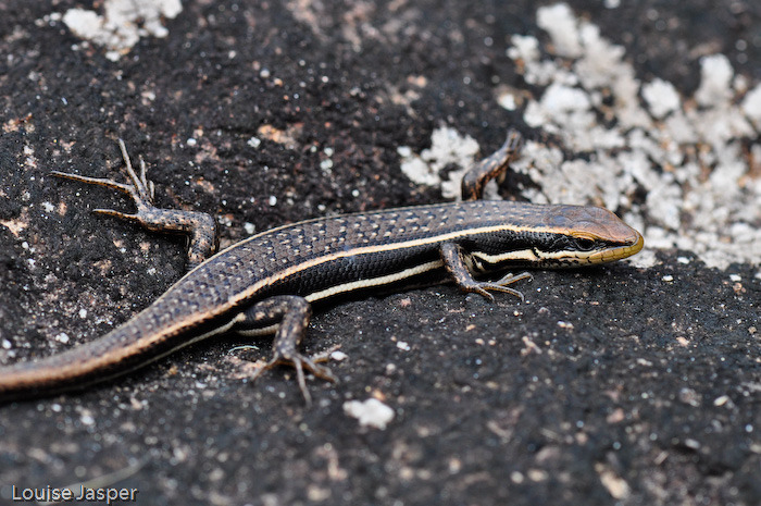 Gravenhorst's Mabuya (Trachylepis gravenhorstii)
