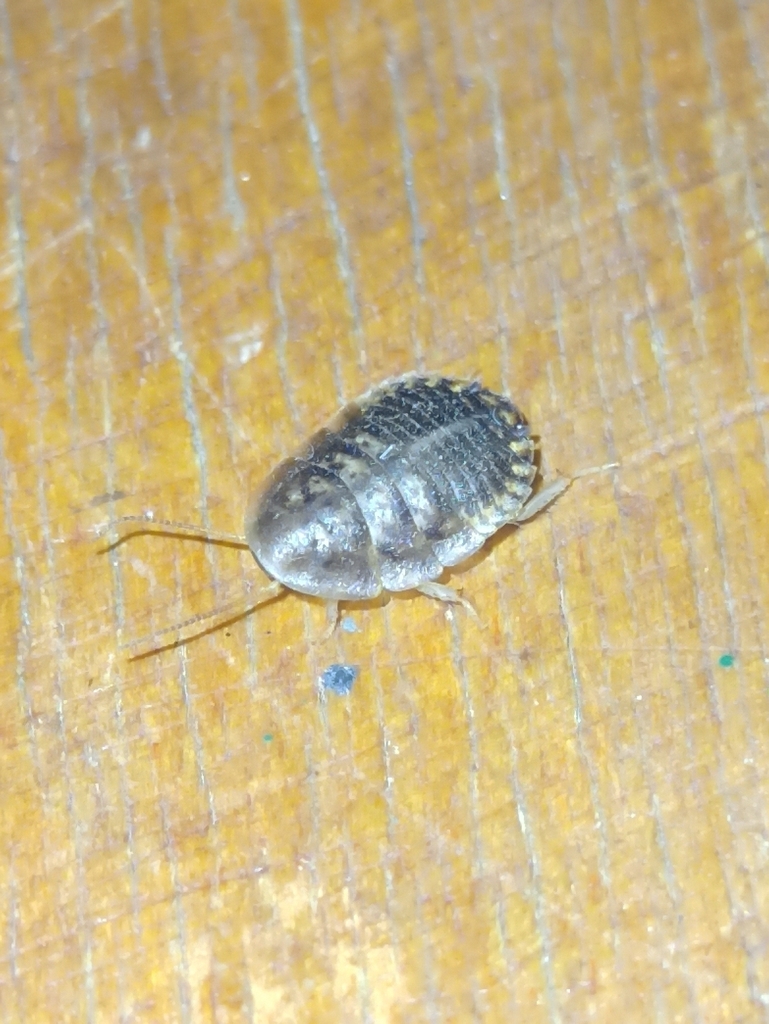Dubia Cockroach from Avenida 38 1445, B1908 San Carlos, Provincia de ...