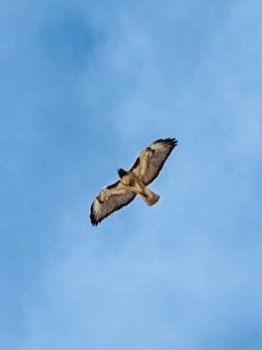 iNaturalist observation 2026-02-10